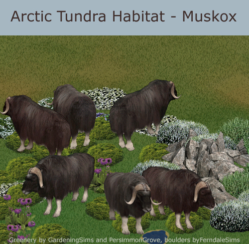 muskox